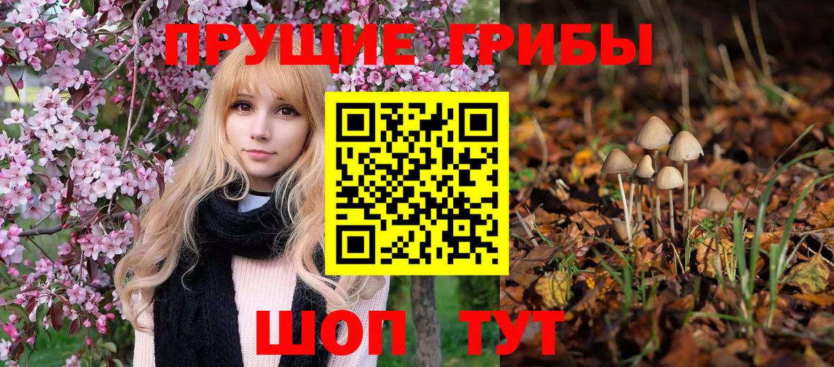Галлюциногенные грибы Psilocybe Новосибирск